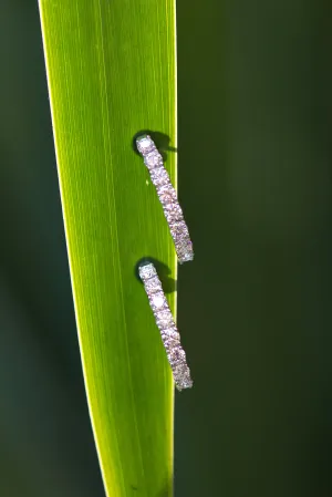Inside Out Diamond Hoops